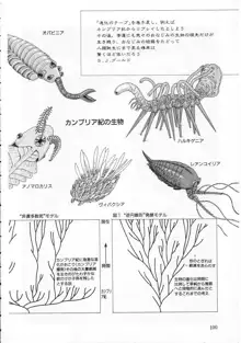 少女の適応と放散, 日本語