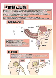 メイドさんと学ぶおんなのこのからだ, 日本語