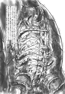 死刑囚, 日本語